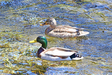 Male And Female  Mallard Duck Floating On A Pond