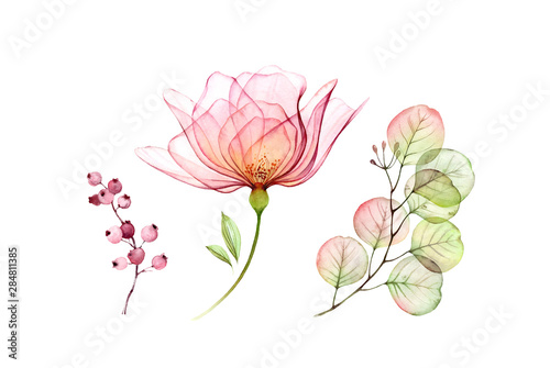 Fotografía Watercolor Transparent Rose floral set