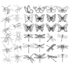 Wall Mural - vector, isolated, sketch of a bee, butterfly and dragonfly, set