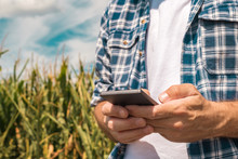 Agronomist Typing Text Message On Smartphone Out In Corn Field
