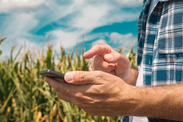 agronomist typing text message on smartphone out in corn field