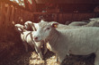 Ile de France sheep flock in pen on livestock farm