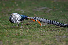 Colourful Pheasant With Long Tail