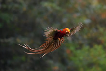 Golden Pheasant Male With Wings Spread