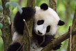 © WWC - Close up of a Giant panda in a tree