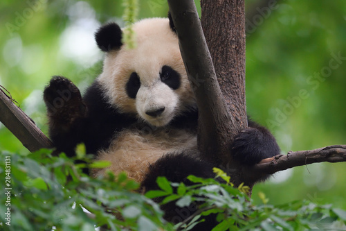 Cuadros en Lienzo Close up of a Giant panda in a tree