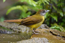Yellow Bird After A Bath