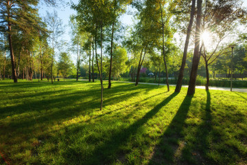 Wall Mural - Green park with lawn and trees in a city at summer morning