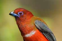 Red-headed Trogon Bird Close Up