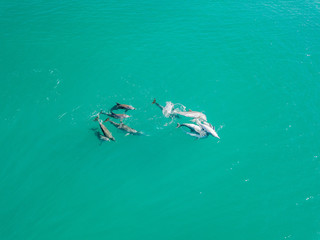 Wall Mural - A pod of dolphins playing in the water 