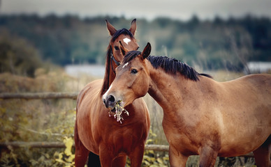 Two sports horses of bay color in the levada.