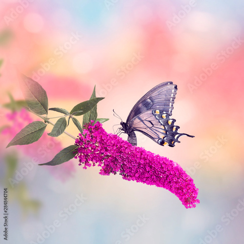 Black Swallowtail Butterfly Feeds on flowers