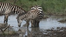 Zebra ( Equus Quagga) Group With A Tiny Foal Standing Together In Water To Drink