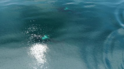 Wall Mural - group of killer whales orcinus orca traveling in blue ocean water, wildlife aerial shot, natural bac