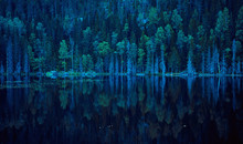 Blue Lake Shore With Pine Trees.  Nothern Landscape, Karelia