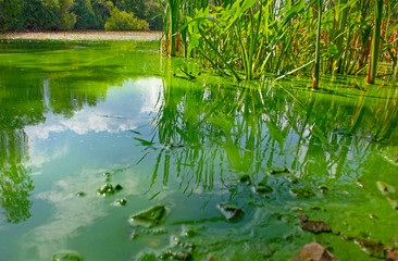 Wall Mural - Water landscape with blue-green algae surface. Natural view of lake, swamp or river with blooming Cyanobacteria. It is world environmental problem and ecology concept of polluted nature.
