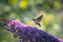 Hummingbird Hawk Moths Hovering And Probing Nectar