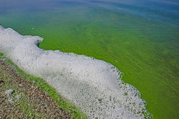 Wall Mural - Foam and water with blooming blue-green algae (Cyanobacteria). Coastline of rivers and lakes with harmful algal blooms. It is world environmental problem. Ecology concept of polluted nature.