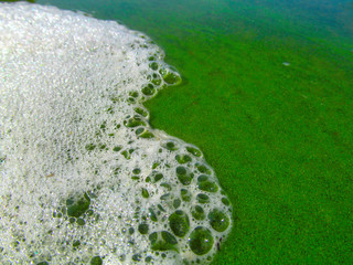 Wall Mural - Foam and water with blooming blue-green algae (Cyanobacteria). Coastline of rivers and lakes with harmful algal blooms. It is world environmental problem. Ecology concept of polluted nature.