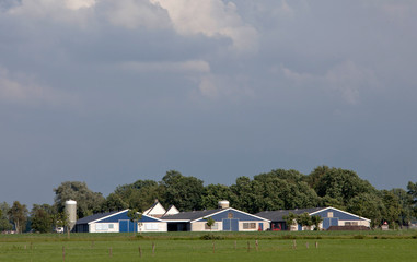 Modern chicken stable Netherlands. Farming. Poultry