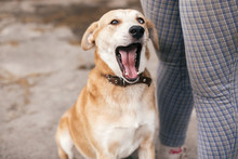 Cute Homeless Dog With Sweet Looking Eyes Sitting At People Legs And Yawning In Summer Park. Adorable Yellow Dog With Funny Cute Emotions Hugging To Person. Adoption Concept.