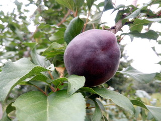 Black apricot in the summer home garden