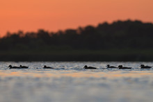 Silhouettes Of Mallard Ducks In Water