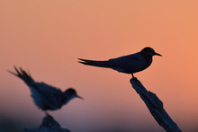 Silouette Of Birds In Warm Evening Light