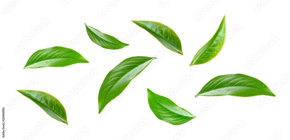 Green tea leaf collection isolated on white background - obrazy, fototapety, plakaty 