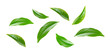 Leinwandbild Motiv Green tea leaf collection isolated on white background