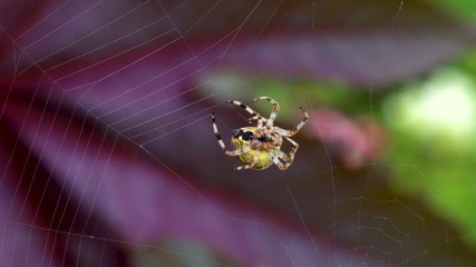 Spider weaving web in the garden