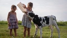 Authentic Shot Of Two Little Girls Are Feeding From The Bottle With Dummy An Ecologically Grown Newborn Calf Used For Biological Milk Products Industry On A Green Lawn Of A Countryside Farm With A Sun