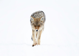 Wall Mural - coyote in winter - yellowstone national park