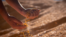 Close Up Shot Of An Young Successful Man Farmer Is Controlling With His Hands At The Moment Harvested Corn Grains In A Agricultural Silo.