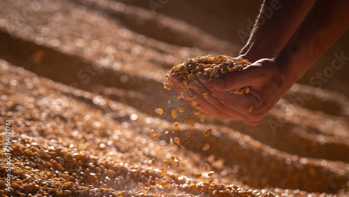 Cuadros en Lienzo Close up shot of an young successful man farmer is controlling with his hands at the moment harvested corn grains in a agricultural silo