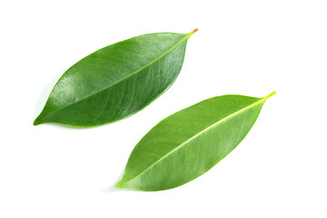 green front and back leaves on isolated white background