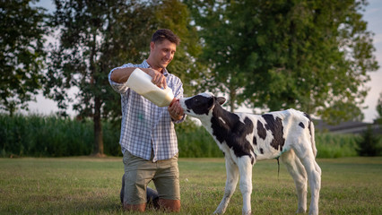 Wall Mural - Authentic shot of young farmer is feeding from the bottle with dummy an ecologically grown newborn calf used for biological milk products industry on a green lawn of a countryside farm with a sunshine