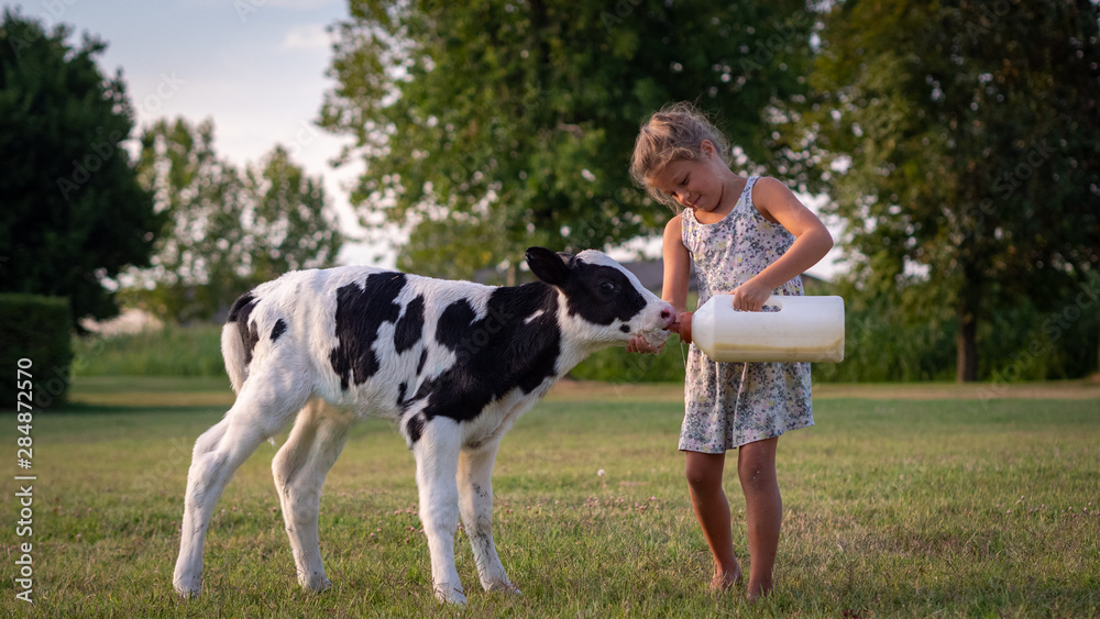 Authentic shot of little girl is feeding from the bottle with dummy an ecologically grown newborn calf used for biological milk products industry on a green lawn of a countryside farm with a sunshine. - obrazy, fototapety, plakaty 