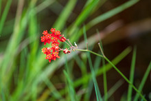 A Single Stalk Of A Crimson Red Milkweed Found Deep In A Florida Marshland