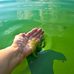 Sticker - Human hand polluted with blue-green algae. Water pollution by blooming Cyanobacteria is world environmental problem. Ecology concept of polluted nature.