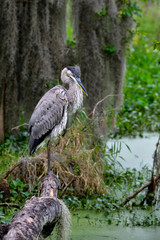 Wall Mural - great blue heron is resting in it's habitat.