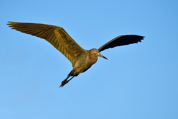 Canvas Print - Little blue heron in flight at dawn searching for breakfast