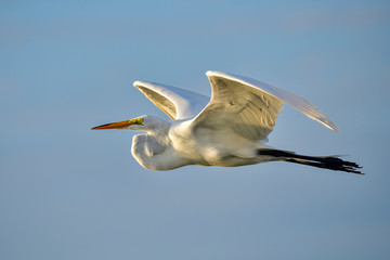 Wall Mural - great egret is flying towards sunrise.