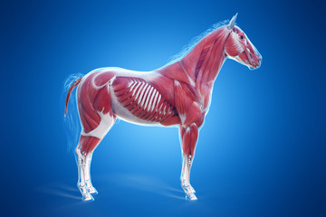 Wall Mural - 3d rendered medically accurate illustration of a horses muscle anatomy