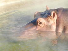 Hippopotamus Submerged Water
