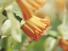 Daffodil Orange
