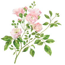 Roses Watercolor Botanical Illustration
