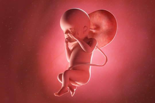 3d rendered medically accurate illustration of a fetus at week 23