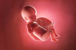3d rendered medically accurate illustration of a fetus at week 26