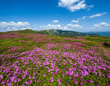 Fototapeta Kosmos - Blossoming slopes (rhododendron flowers ) of Carpathian mountains.